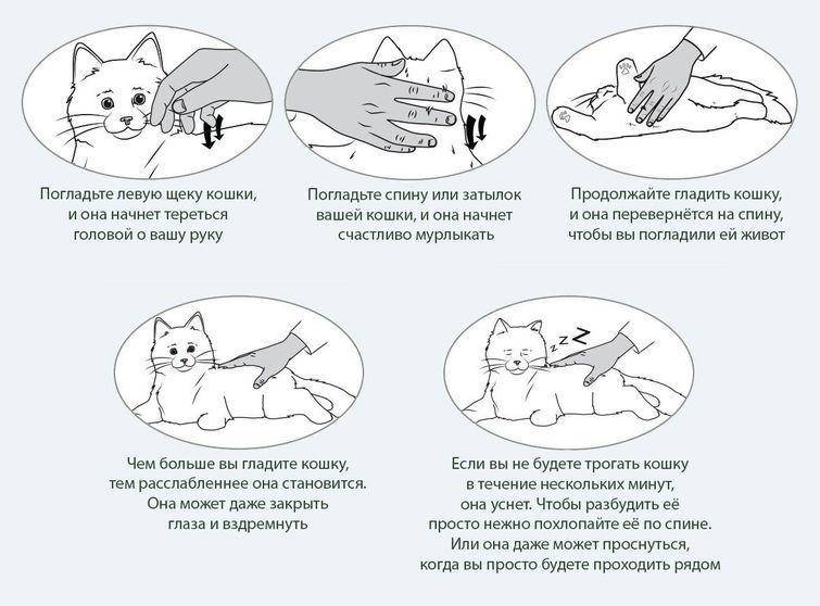 Почему котенок писает на кровать: как отучить малыша и взрослую кошку