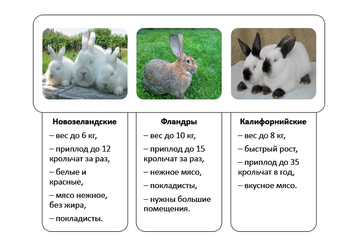 Мини кролик: как выглядят, описание и характеристика, уход и содержание в домашних условиях