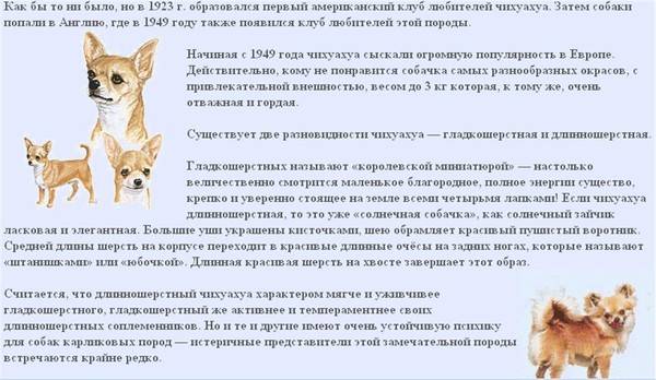 Как ухаживать за щенком чихуахуа