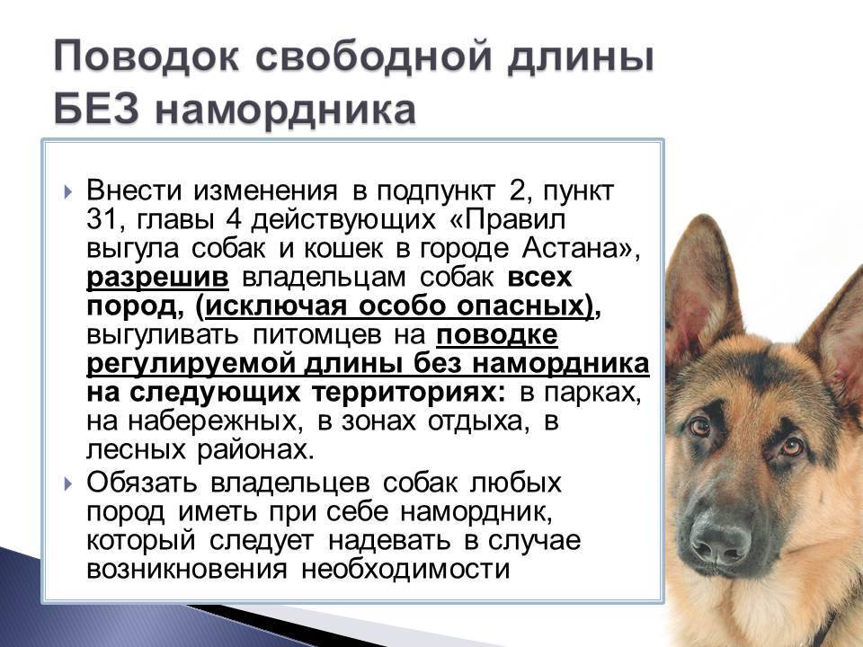 Почему нельзя держать собак в доме православным?