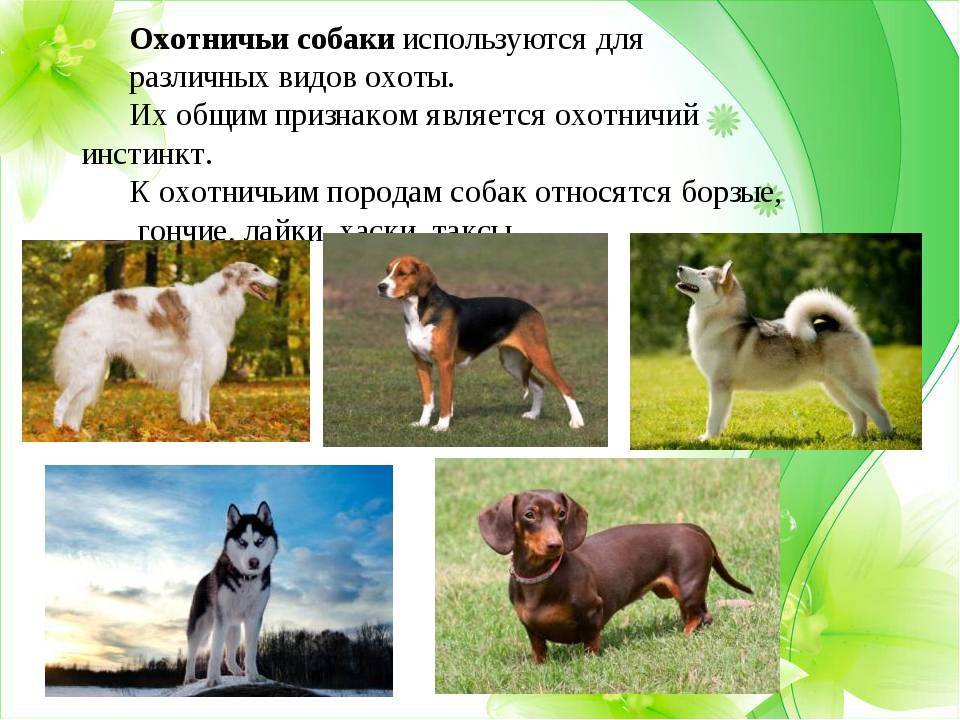 Лучшие охотничьи породы собак - 15 фото с названиями