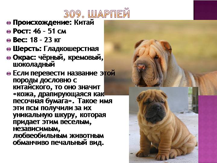 Собака шарпей: описание породы, характеристика, существующие виды, все окрасы, уход и содержание