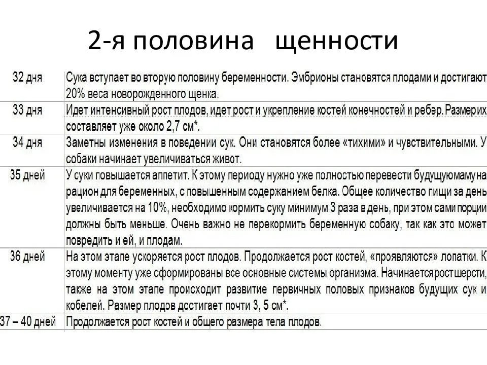 Как определить ложную беременность у собак: 12 шагов