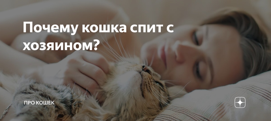 Почему кошка спит в вашей постели: приметы и что это значит?