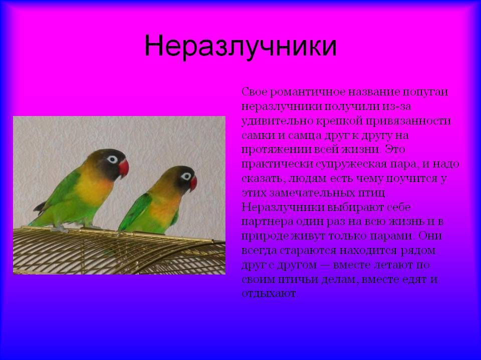 Виды попугаев. описания, названия и особенности видов попугаев