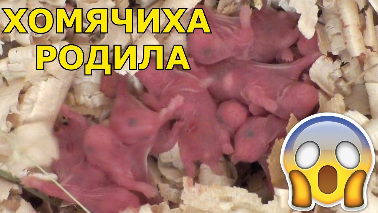 Как рожают хомяки