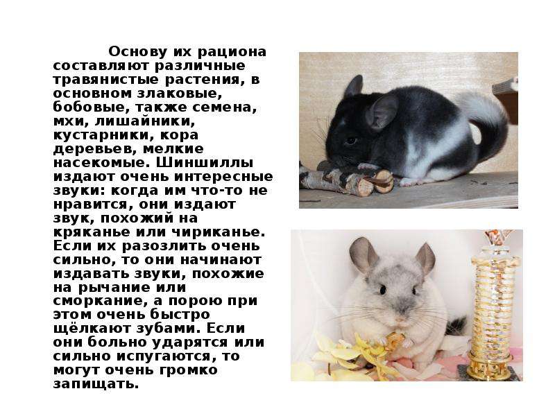 Проделки шиншиллы чильяна. сборник рассказовольга геннадьевна карагодина