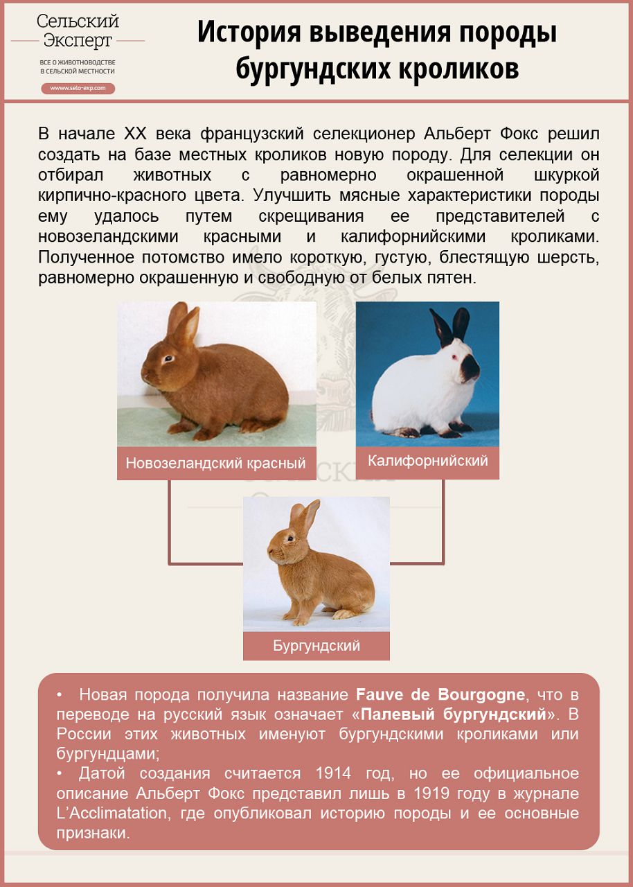 Новозеландский кролик, его описание и характеристика.