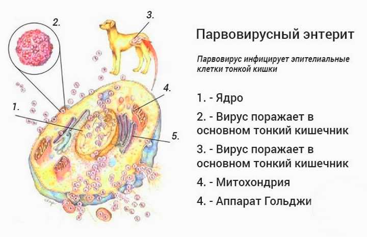 Энтерит у собак — виды инфекций, их симптомы и лечение