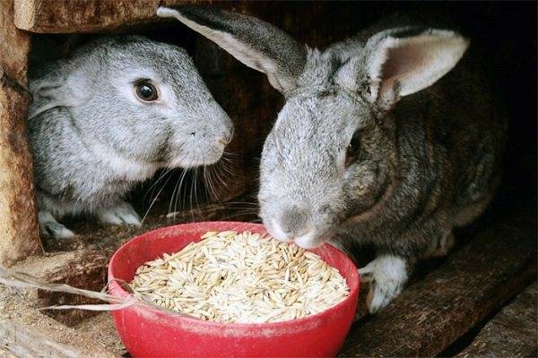 Можно ли кроликам горох: введение в рацион, польза или вред, правила кормления