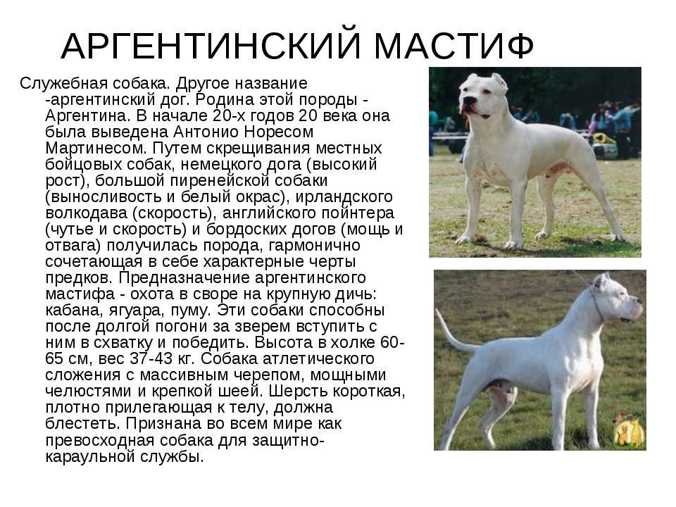 Немецкий дог - характеристика породы