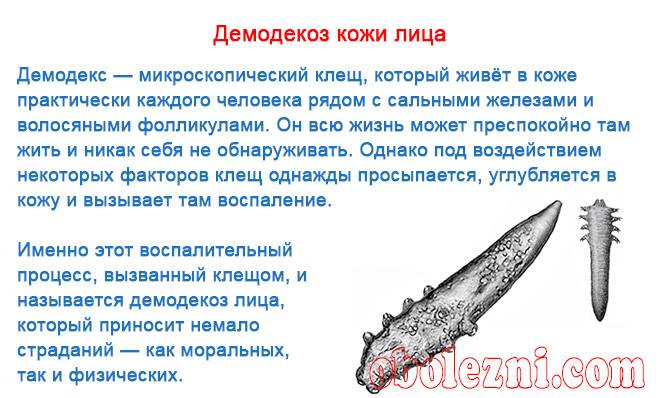 Демодекоз у кошек: причины и опасность для человека