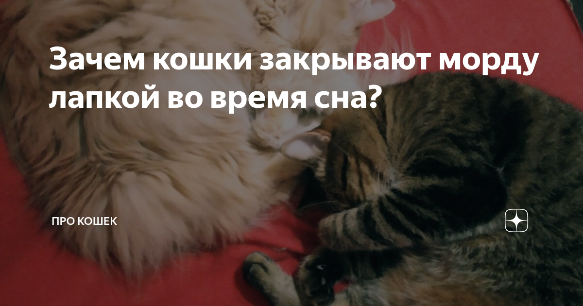 Почему мой кот спит на моих ногах? | домашние животные