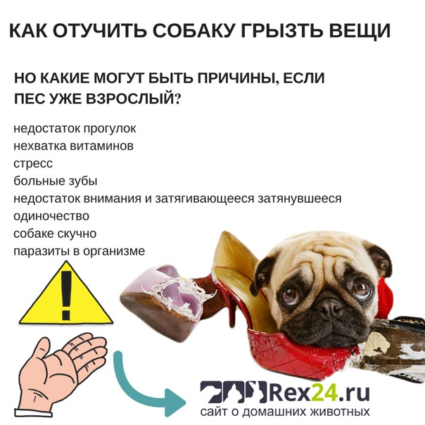 Как отучить собаку грызть все подряд в отсутствие хозяина