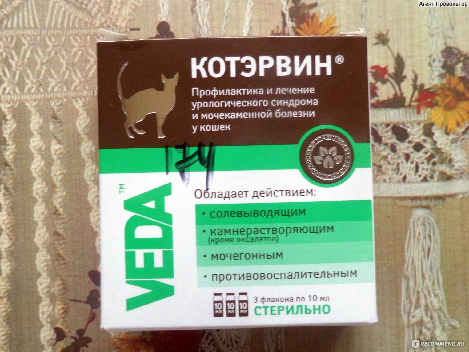 Цистит у кошек и котов: что делать, чтобы недуг не стал хроническим