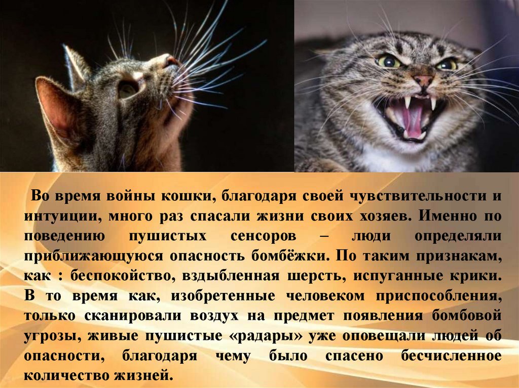 Как кошки благодарят хозяев: 7 способов кошачьего «спасибо»