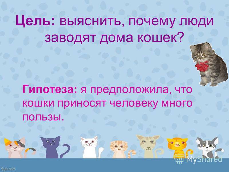 3 главных причины завести вторую кошку - gafki.ru