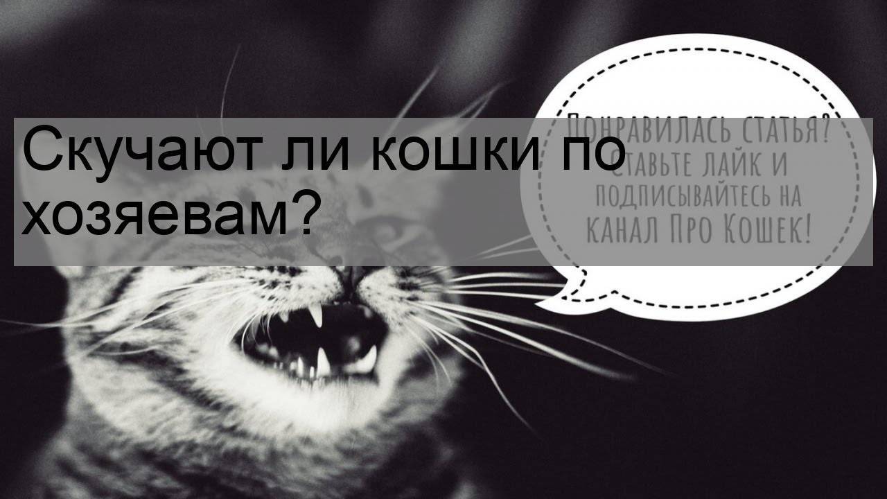 Кошки скучают по хозяевам. Кошка скучает по хозяину. Скучают ли коты по своим хозяевам. Скучаютликлшки похозяевам. Скучают ли кошки по своим хозяевам в их отсутствие.