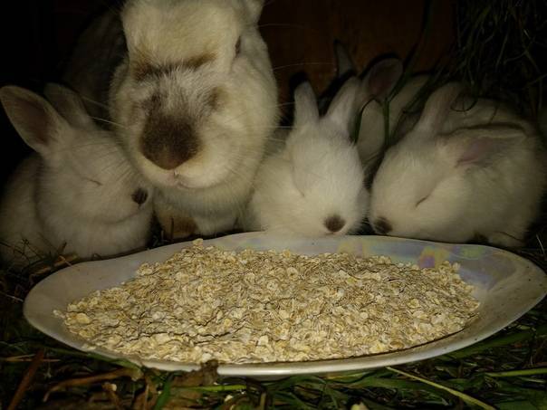 Каким зерном лучше кормить кроликов