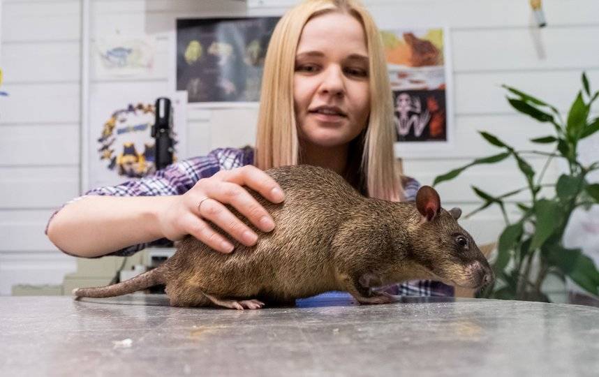Все о декоративных крысах дамбо: сколько живут, как за ними ухаживать и содержать