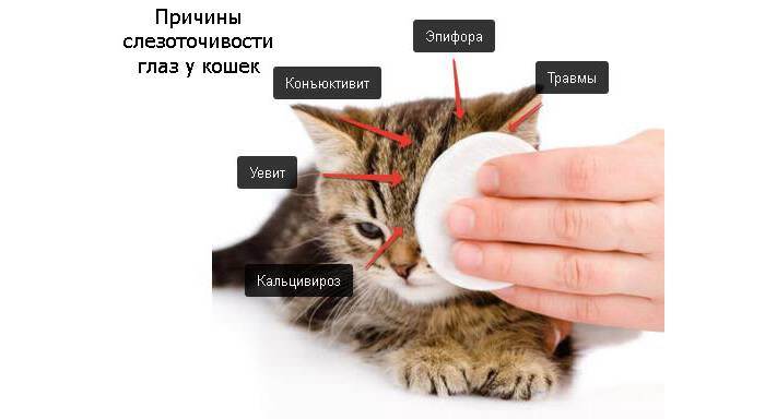 7 причин почему слезятся глаза у кошек- что делать? +видео