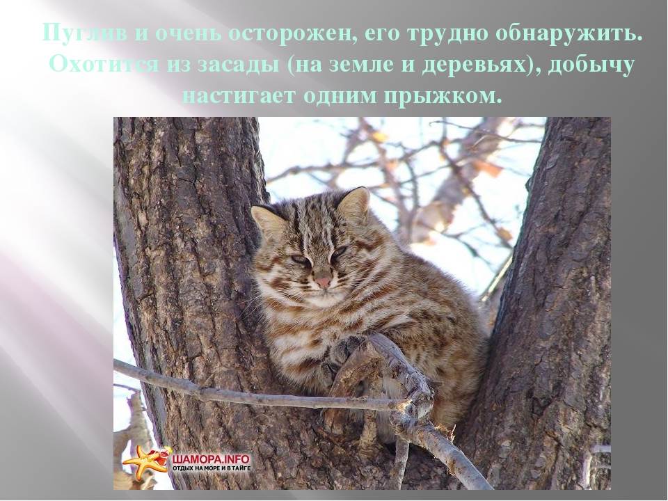 Амурский лесной кот (дальневосточный леопардовый кот)