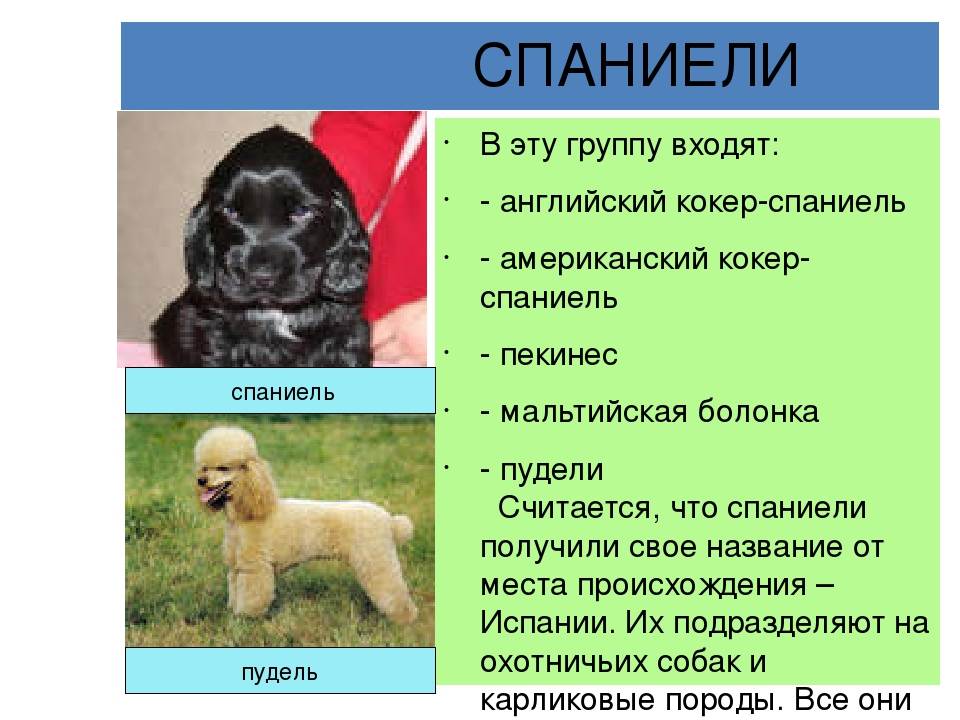Русский охотничий спаниель