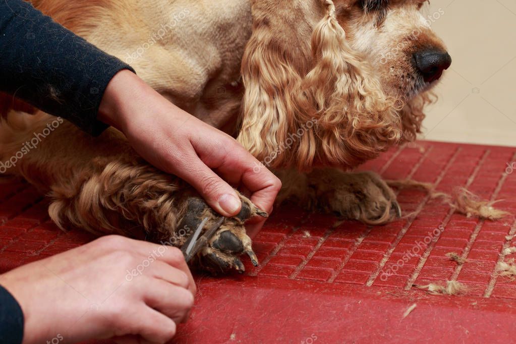 Кокер спаниель: уход и содержание в домашних условиях