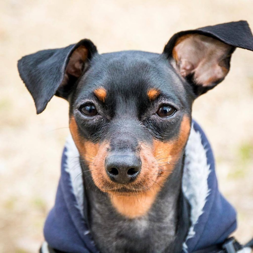 Карликовый пинчер - фото собак мини пинчер и описание породы miniature pinscher