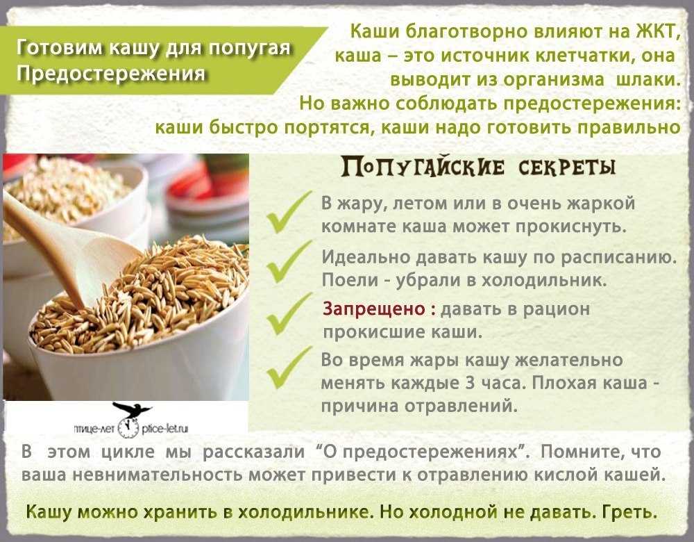Чем кормить попугая кореллу? сбалансированный рацион питания в домашних условиях