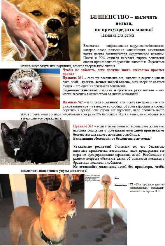 Бешенство у человека: причины, симптомы и методы лечения