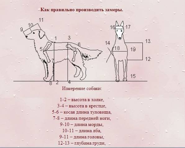 Как выбрать собаку — породы и их особенности