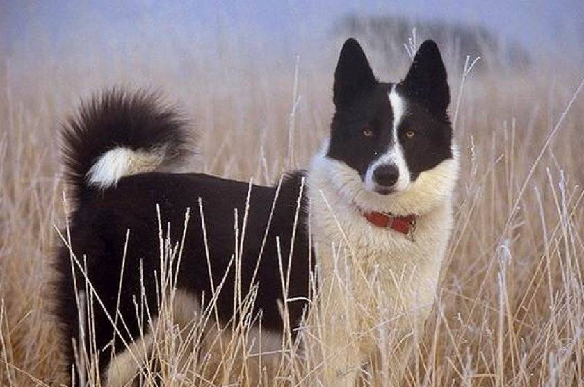 Карельская медвежья собака: фото, характер и описание породы