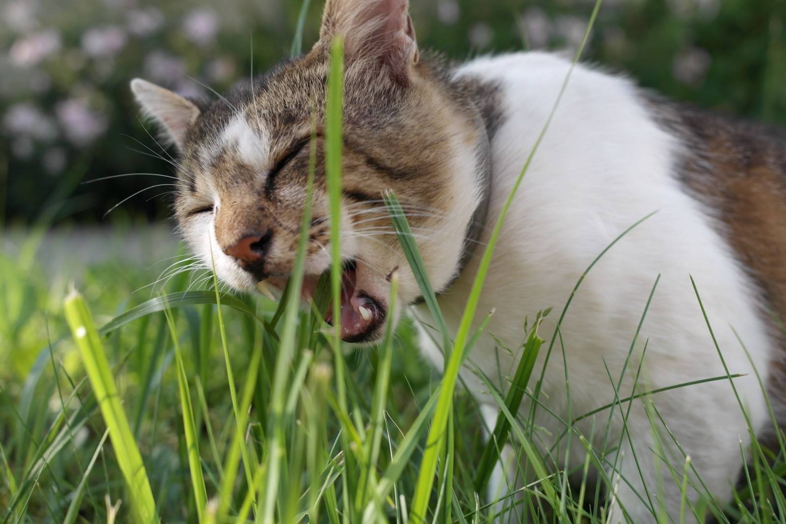 Зачем кошки едят траву?