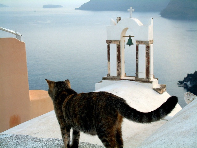 Приют для кошек на потрясающем греческом острове: работа смотрителя мечты
