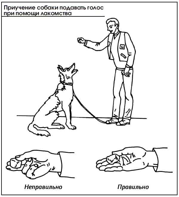 Как научить собаку команде «рядом!»
