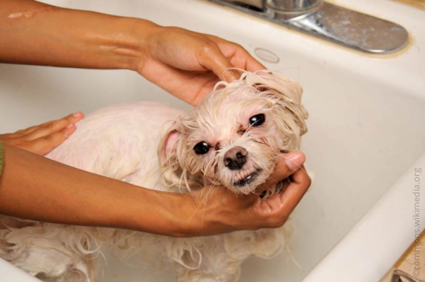 Когда можно купать собаку после. Купание собаки. Собака в ванной. Собаку моют. Мойка для собак.