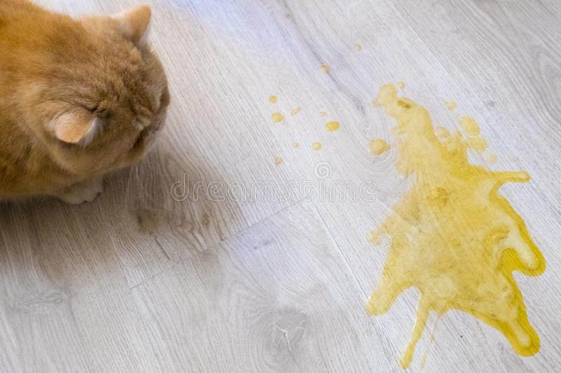 9 причин, почему кошку рвет водой