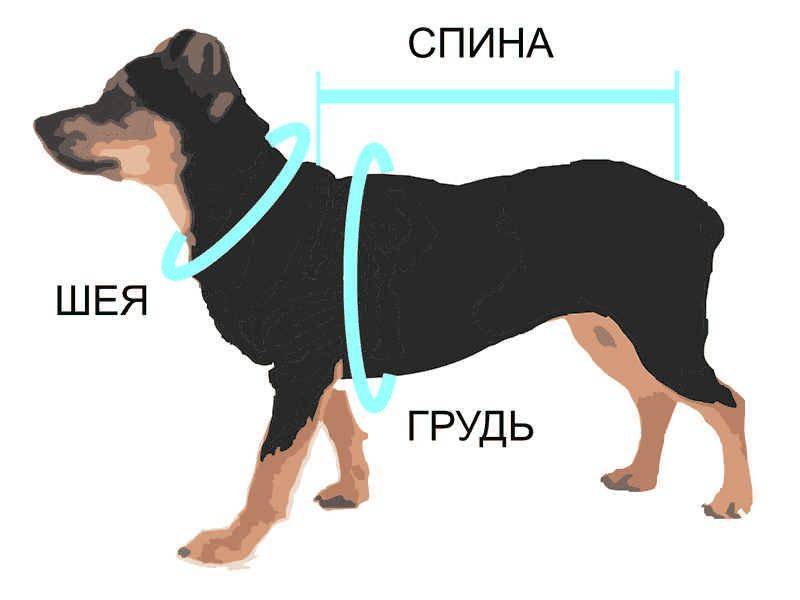 Размеры одежды для собак, таблица