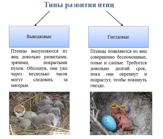 Попугаи неразлучники уход в домашних условиях • fondyardem.ru