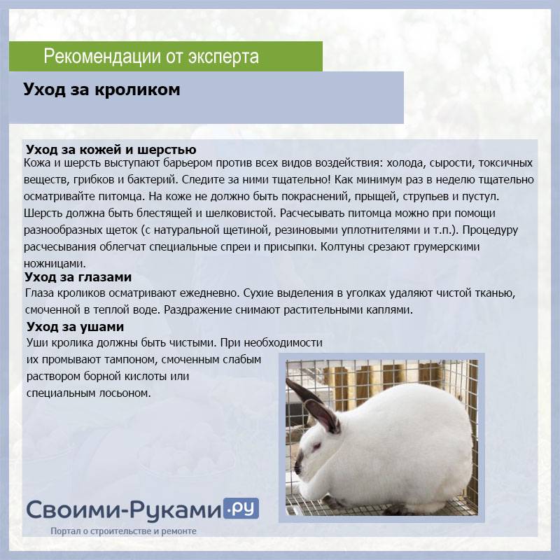 Что едят кролики в домашних условиях: список кормов и правила кормления
что едят кролики в домашних условиях: список кормов и правила кормления