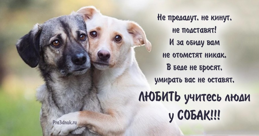 Топ 20 самых верных и преданных человеку пород собак
