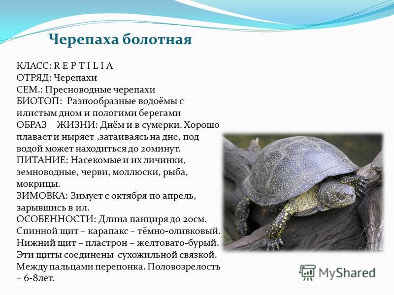 Черепаха – старинная рептилия