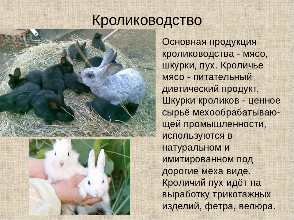 Кролики полтавское серебро: характеристика и описание породы