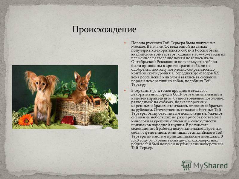 Русский длинношерстный той терьер, гладкошерстный, американский и другие разновидности породы с фото и видео