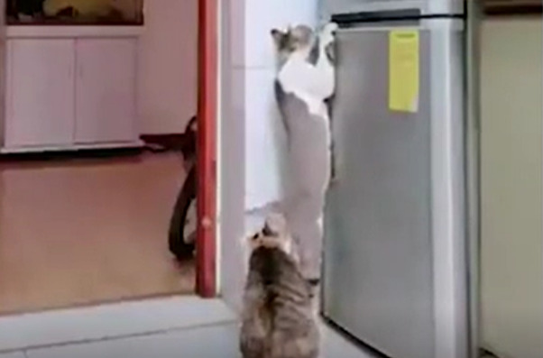 Почему кошка сидит у двери - уникальная причина