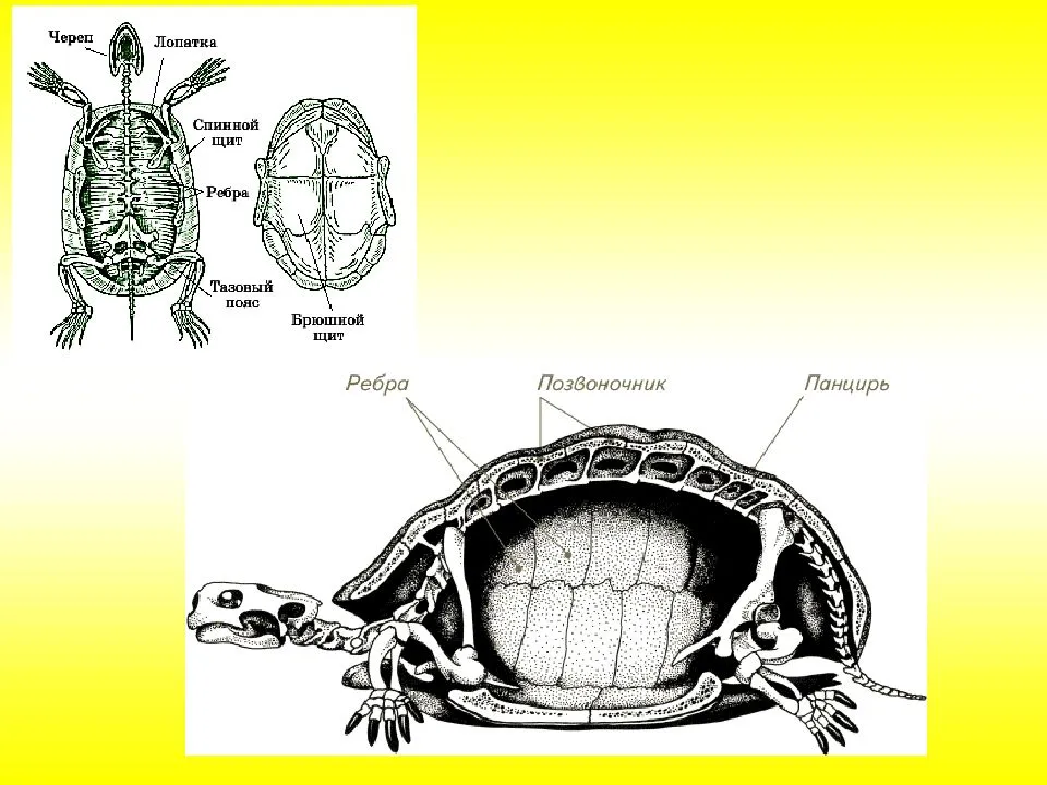 Части панциря черепахи. Карапакс черепахи строение. Строение панциря красноухой черепахи. Красноухая черепаха строение внутренних органов. Внутреннее строение сухопутной черепахи.