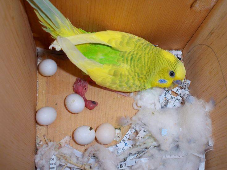 Что делать, если курица не может снести яйцо? причины затрудненной яйцекладки и способы помочь птице