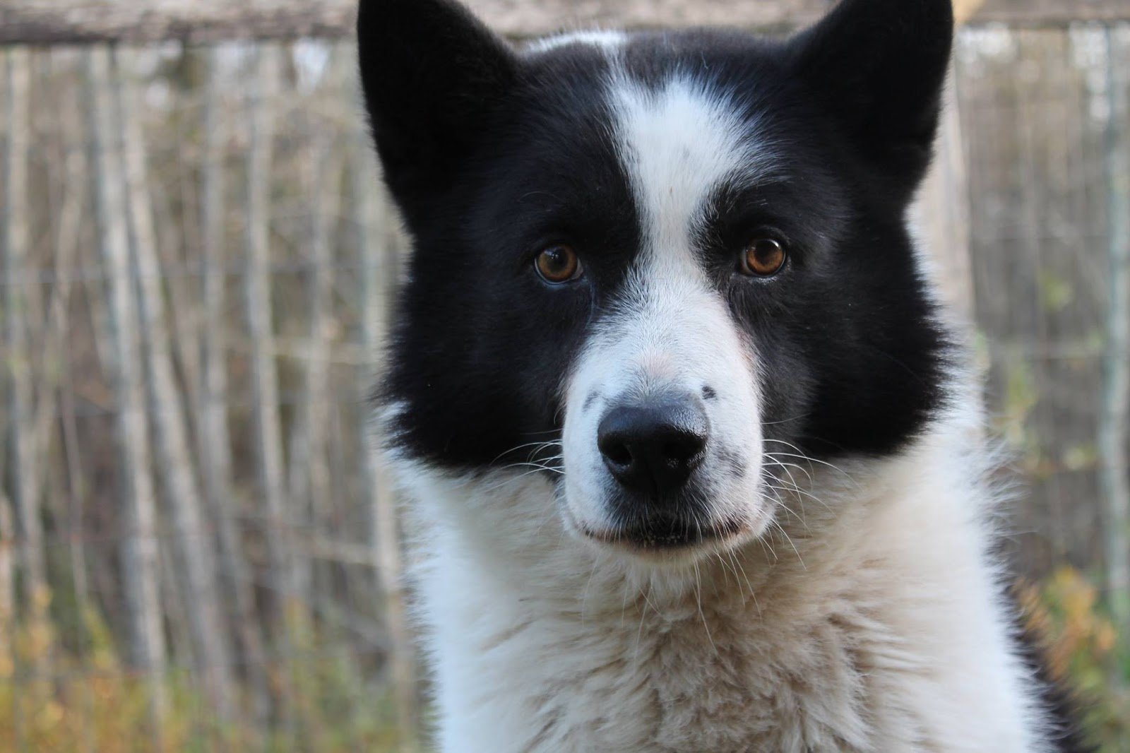 Карельская медвежья собака (лайка): характеристика и фото породы | все о собаках