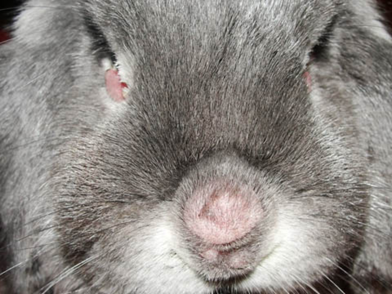 У кролика закисли глаза и текут слёзы? это конъюнктивит. | кролики. разведение и содержание в домашних условиях
